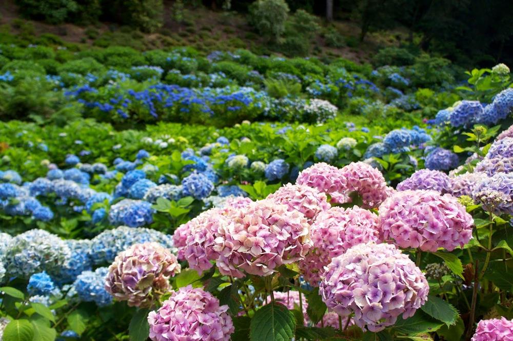 vườn hoa cẩm tú cầu